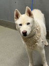 adoptable Dog in  named WINTER