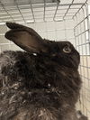 adoptable Rabbit in  named *CHAMP