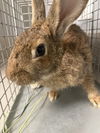 adoptable Rabbit in  named *PEPINO