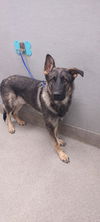 adoptable Dog in  named BRUNO