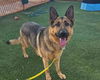 adoptable Dog in  named *AUGUSTO
