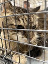 adoptable Cat in  named *BUMBLE