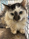 adoptable Cat in  named *GLEN
