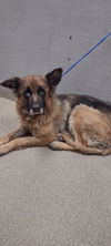adoptable Dog in  named PRINCESS
