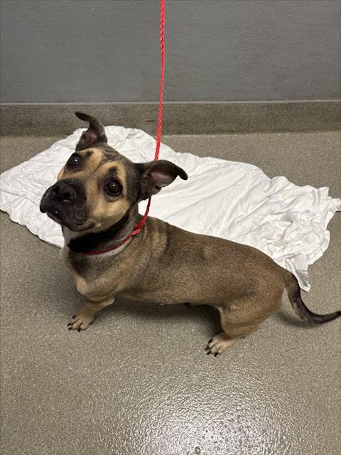 adoptable Dog in Las Vegas, NV named *HARMONY