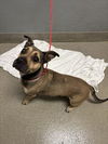 adoptable Dog in  named *HARMONY