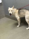 adoptable Dog in  named *CARTER