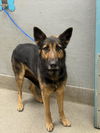 adoptable Dog in  named BELLA