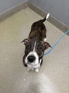 adoptable Dog in  named NALA