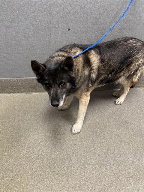 adoptable Dog in Las Vegas, NV named *SAM-I-AM
