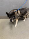adoptable Dog in  named *SAM-I-AM