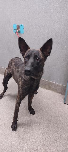 adoptable Dog in Las Vegas, NV named *JUPITER