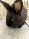adoptable Rabbit in  named *DUBAI