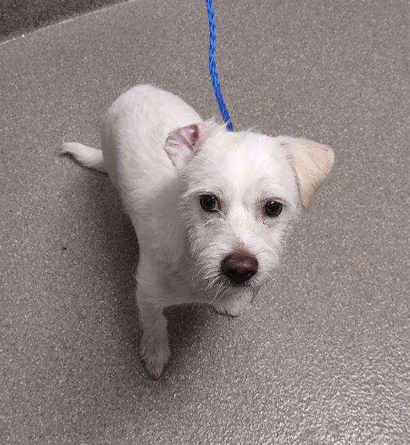 adoptable Dog in Las Vegas, NV named *JAX