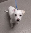adoptable Dog in  named *JAX
