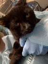 adoptable Cat in  named *MATCHA