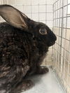 adoptable Rabbit in  named *FLOWER