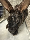 adoptable Rabbit in  named *DAHLIA