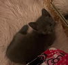 adoptable Cat in  named *ASPARAGUS
