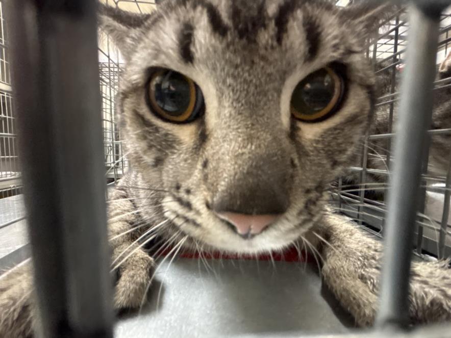 adoptable Cat in Las Vegas, NV named *TONY