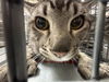 adoptable Cat in  named *TONY