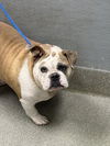 adoptable Dog in  named *PHATUNIA