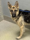 adoptable Dog in  named *SHEELAH