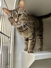 adoptable Cat in  named POPTART