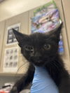 adoptable Cat in  named *SAMMY