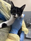 adoptable Cat in  named MINNIE