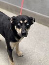 adoptable Dog in  named OMEGA