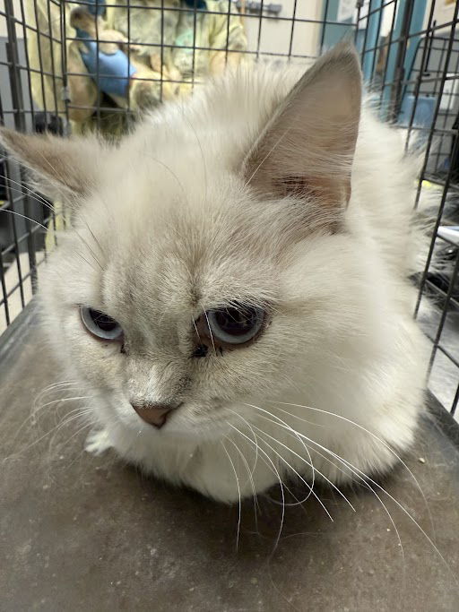 adoptable Cat in Las Vegas, NV named *BATTER
