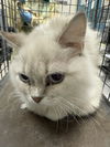 adoptable Cat in  named *BATTER
