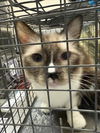 adoptable Cat in  named *KIWI