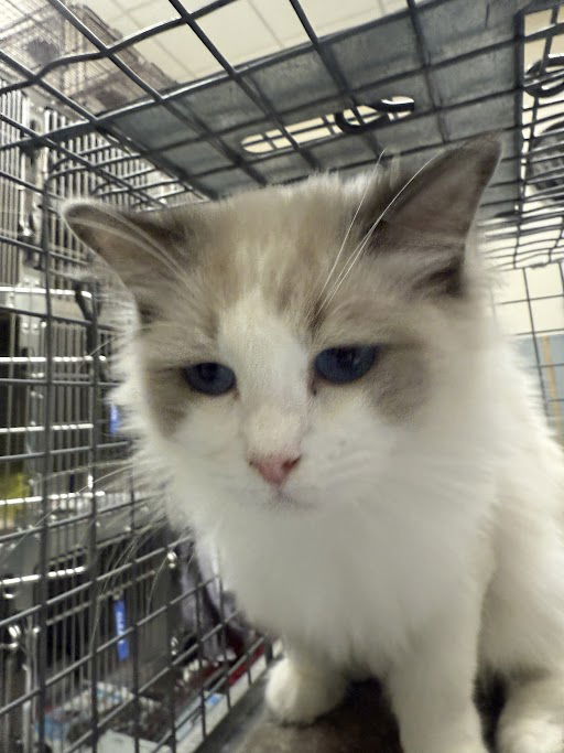 adoptable Cat in Las Vegas, NV named *SNICKERS