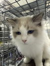 adoptable Cat in  named *SNICKERS
