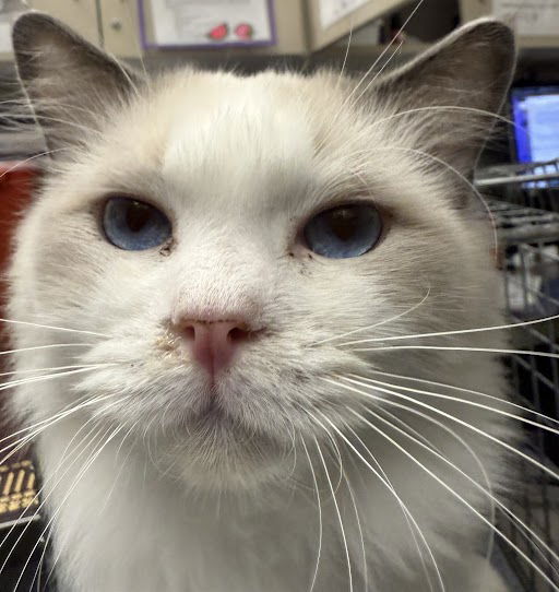 adoptable Cat in Las Vegas, NV named *BUTTERSCOTCH