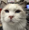 adoptable Cat in  named *BUTTERSCOTCH