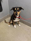 adoptable Dog in  named BUZZ