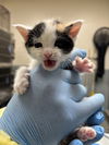 adoptable Cat in  named *MAYA