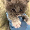 adoptable Cat in  named *MIGUEL