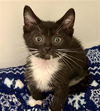 adoptable Cat in  named *SPROUTS