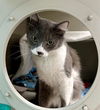 adoptable Cat in  named *LUCA