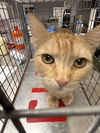 adoptable Cat in  named *BUTTERCUP