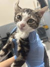 adoptable Cat in  named *BINKY