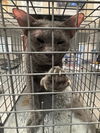 adoptable Cat in  named *BENITO