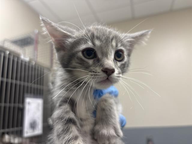 adoptable Cat in Las Vegas, NV named A1383370