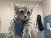 adoptable Cat in  named A1383371