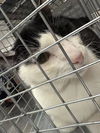 adoptable Cat in  named ROSY