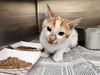 adoptable Cat in  named *CREAMSICLE